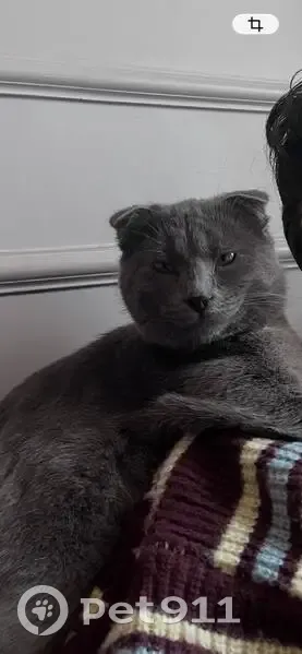 Пропал кот, улица Чкалова, 59, Кизилюрт - серый с лысым пятном над глазом - photo