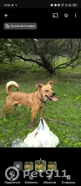 Пропала собака, девочка, Путевая улица, Самара - photo