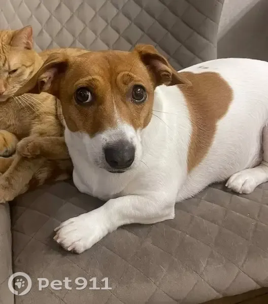 Пропала собака, «Нева», Химки - Джек рассел, испугался снега - photo