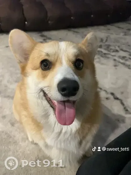 Пропала собака корги, мальчик, Липецк - photo