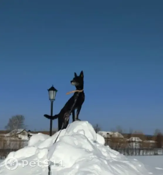 Пропал собака, улица Герцена, Соликамск - постриженный, черный, светло коричневый ошейник - photo