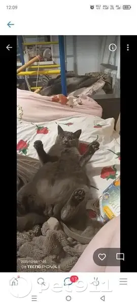 Пропал кот, Южно-Есаульская улица, Златоуст - серый, шустрый - photo