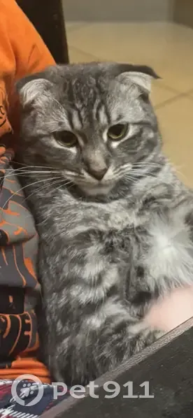 Пропал кот, улица Ворошилова, Каменск-Шахтинский - вислоухий, серый в полоску - photo