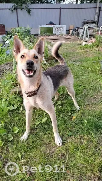 Пропала собака, девочка, Дивногорск, с ошейником - photo