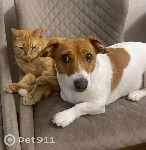 Пропала собака, девочка, «Нева», Химки - Джек Рассел терьер с пятном в виде сердца - photo