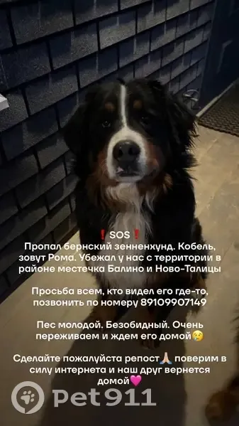 Пропала собака, 1-я Балинская улица, Иваново - бернский зенненхунд - photo