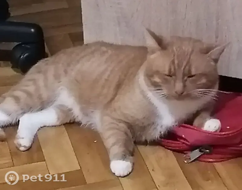 Пропал кот, улица Вихрева, 27, Шуя - рыжий, кличка Кузя - photo