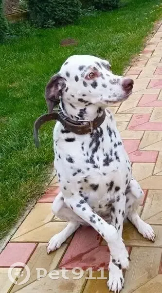 Пропала собака, женский пол, улица Победы, 46, Славянск-на-Кубани - далматинец, белая в чёрную точку - photo