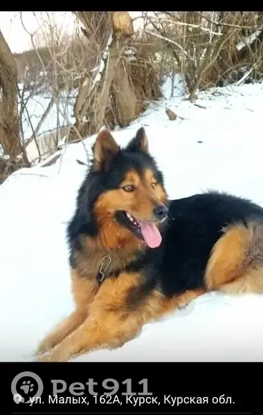 Пропала собака, мужской, улица Малых, 166, Курск - похож на овчарку - photo
