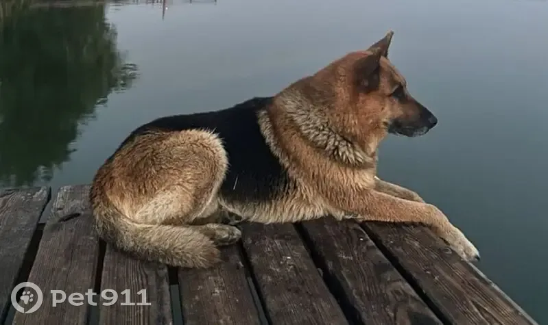 Пропал собака, улица Баумана, 19, Константиновск - немецкая овчарка - photo