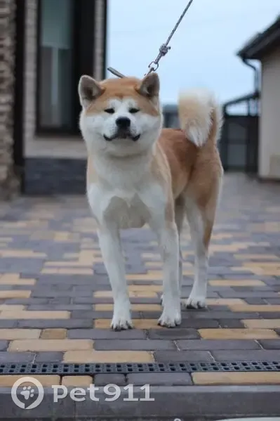 Пропала собака, 14К-812, Тавровское сельское поселение, Разумное - рыжая акита ину - photo