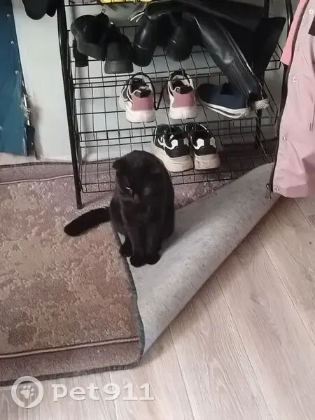 Пропал кот, улица Тимирязева, 7, Камышин - тёмный окрас, вислоухий - photo