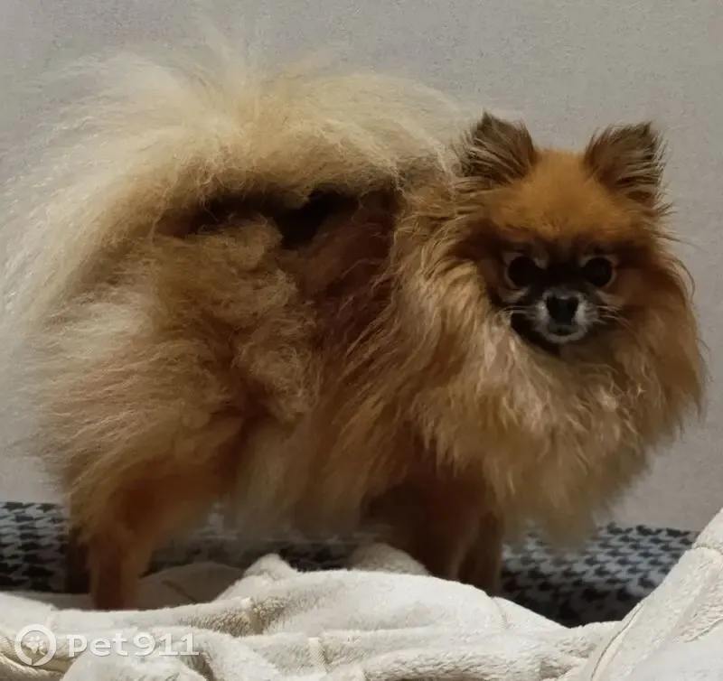 Пропала собака, Микрорайонная улица, 26А, Оренбург - рыжая, порода шпиц мини - photo