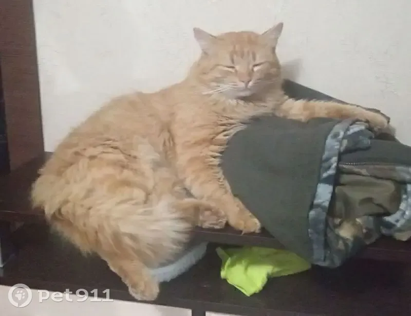 Пропал кот, улица 8 Марта, Элиста - не кастрированный, пугливый - photo