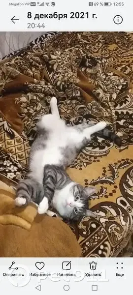 Пропал кот, улица Космодемьянской, 59, городской округ Рязань - белая грудка и животик - photo