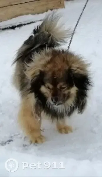 Пропал собака, Николыское, Астраханская область - коричнево-рыжий окрас - photo