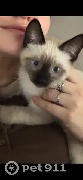 Пропал котенок, улица Юности, 26, Белореченск - сиамский с врожденным дефектом хвоста - photo