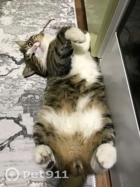 Пропал кот, улица Демьяна Бедного, 49, Вышний Волочёк - один глаз мутный - photo