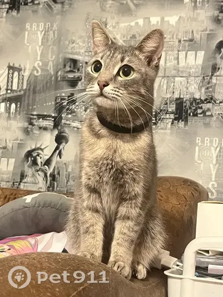 Пропала кошка, Октябрьская улица, 56, Плавск - коричнево серая с зелеными глазами - photo