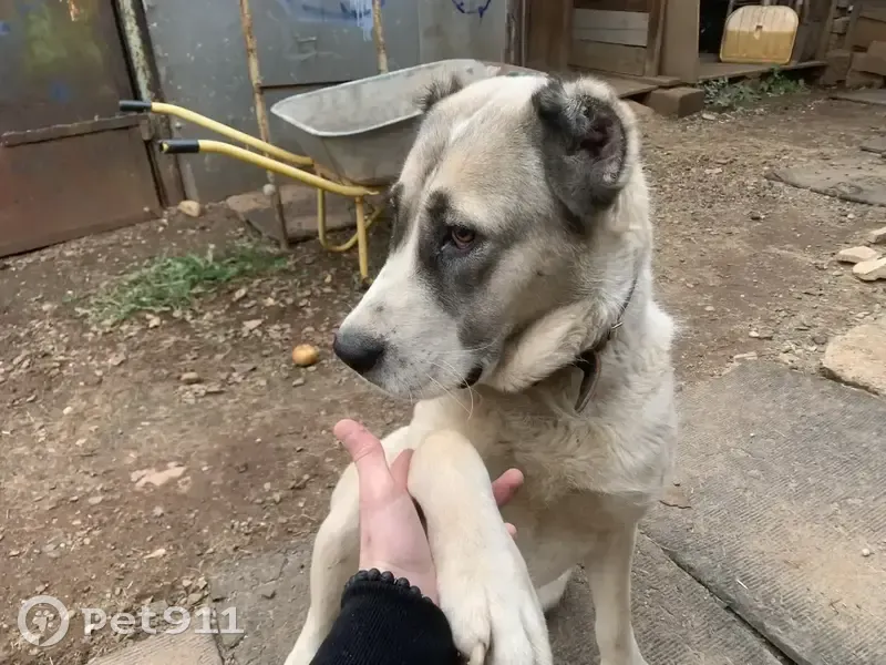 Пропала собака, Архиповка, Оренбургская область - убежала со двора ночью - photo