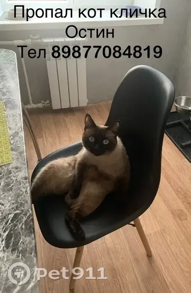 Пропал кот, улица Подольских Курсантов, 26, Йошкар-Ола - сиамский окрас, кастрирован - photo