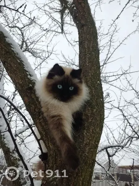Пропала кошка, Шебекино, Белгородская область - пушистый с голубыми глазами - photo