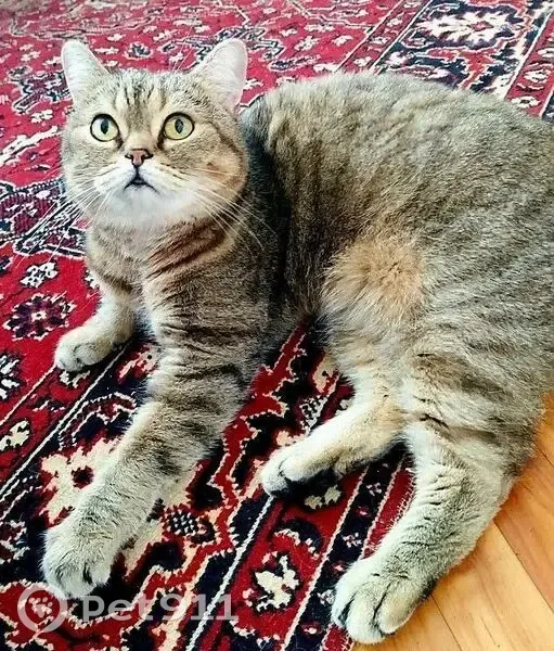 Пропал кот, 9, Солнечногорск - метис, выбежал из квартиры - photo