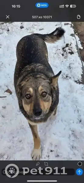 Пропала собака, Брестская улица, 11, Волгоград - девочка с серо-красным ошейником - photo