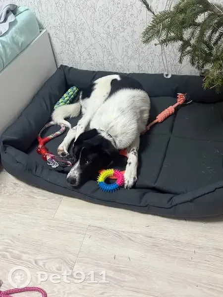 Пропал собака, Восточная улица, Елизово - черно-белый окрас - photo