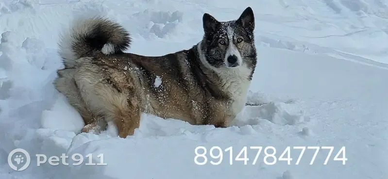 Пропала собака, Дальняя улица, 50, Петропавловск-Камчатский - лайки с голубыми глазами - photo