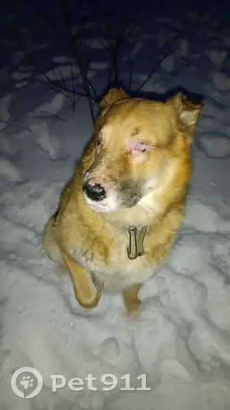Пропал собака, мужской, 2-я улица, 38, городской округ Сургут - нет глаз и части пигмента на носу - photo