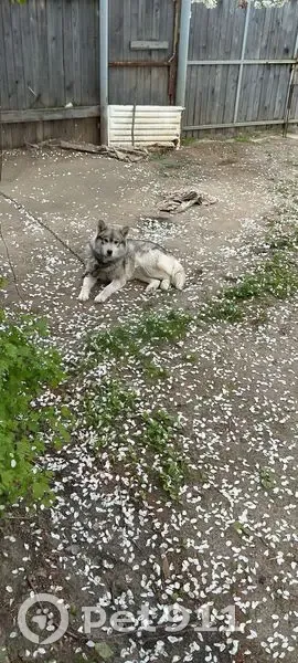 Пропал собака, мужской, Садовая улица, Курган - окрас серый, добрый - photo
