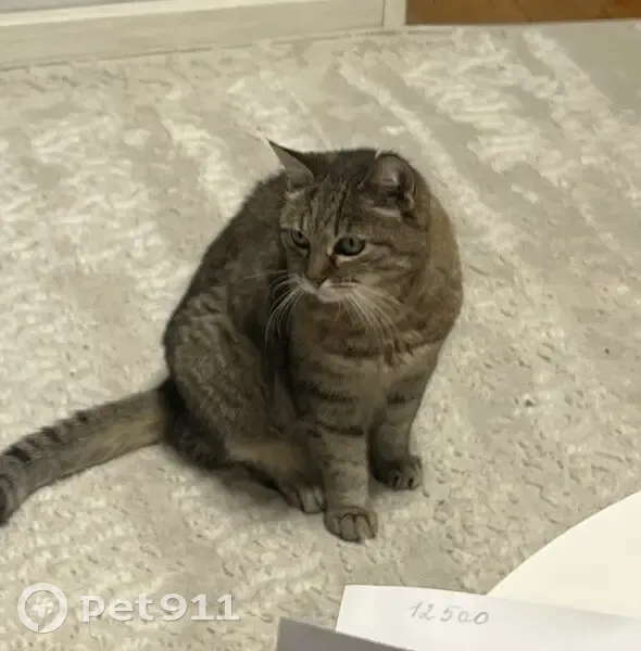 Пропала кошка, улица Набережная Приволжского затона, 16 к2, Астрахань - стерилизованная, 16 лет - photo