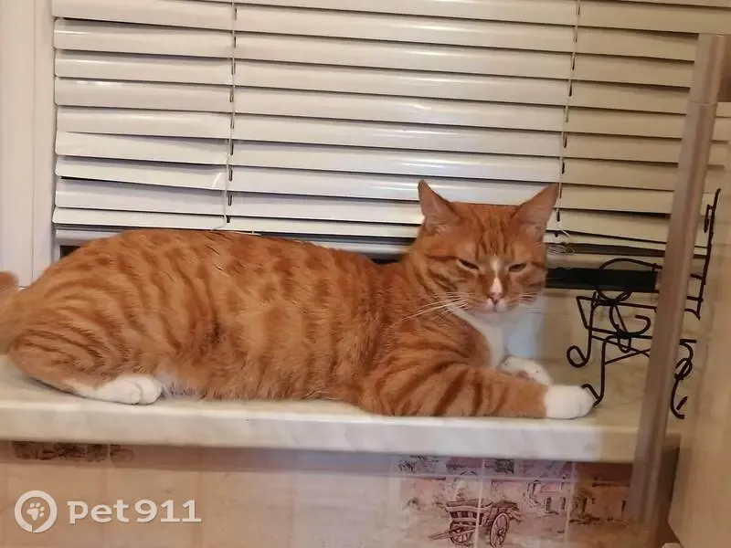 Пропал кот, улица Суворова, 11, Владимир - рыжий с белыми лапками - photo