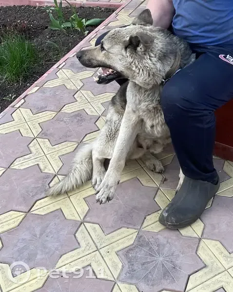 Пропал собака, Суходол, Самарская область - овчарка без ошейника - photo