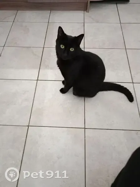 Пропал кот, улица Александра Покрышкина, Михайловск - чёрный с белым пушком - photo