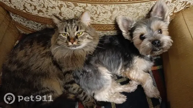 Пропал кот, Студенецкая набережная, 11А, Тамбов - похож на сибирского, серый пушистый - photo