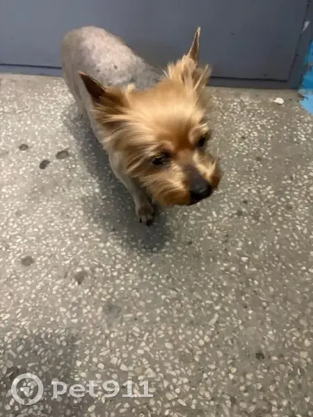 Найдена собака, мужской, улица Сталеваров, 49, Челябинск - замёрзший в подъезде - photo