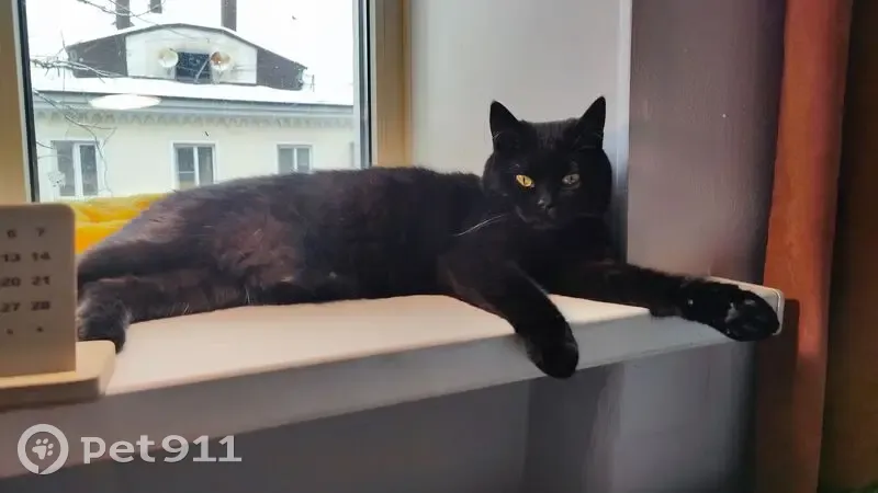 Пропала кошка, Прокатная улица, 11А, городской округ Липецк - чёрная с жёлтыми глазами - photo