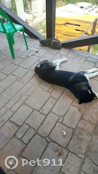 Пропал собака, Октябрьская улица, 230, Новороссийск - черно-белый окрас, повреждено ухо - photo