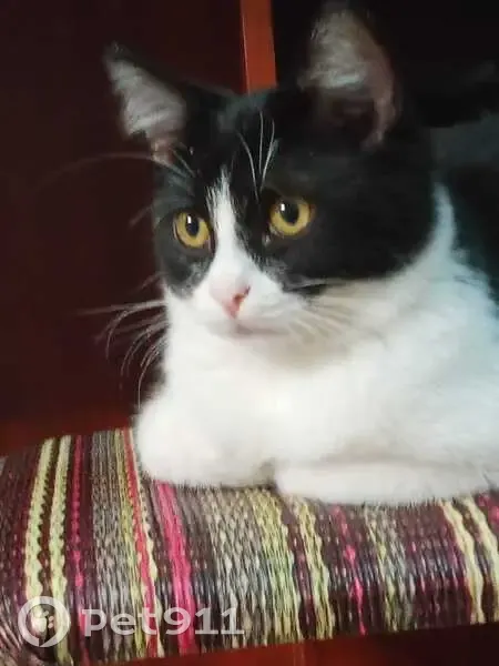 Пропал кот, Крайняя улица, 2, городской округ Липецк - чёрно-белый с жёлтыми глазами - photo