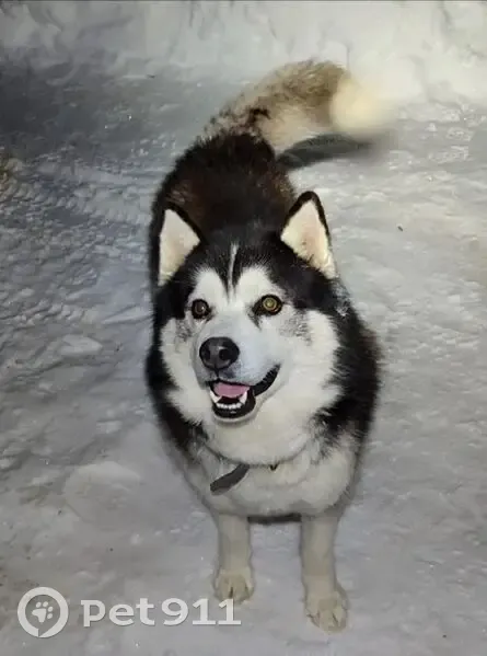 Пропал собака, Кимовск, Тульская область - перепрыгнул через забор во время снегопадов - photo