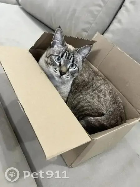 Пропал кот, проспект Ленина, 199, Томск - выбежал из квартиры - photo