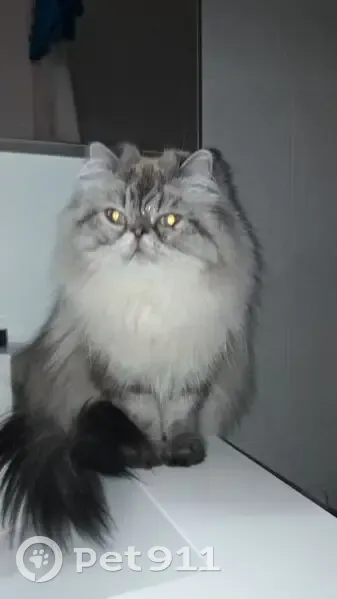 Пропала кошка, улица Плеханова, городской округ Липецк - бежевый окрас, мутный правый глаз - photo