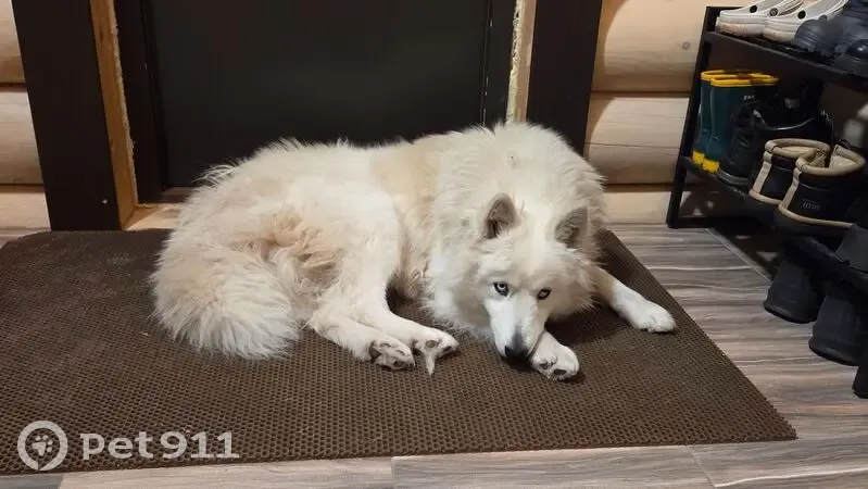 Пропал собака, Мамырская улица, 134, Братск - белый, пушистый - photo