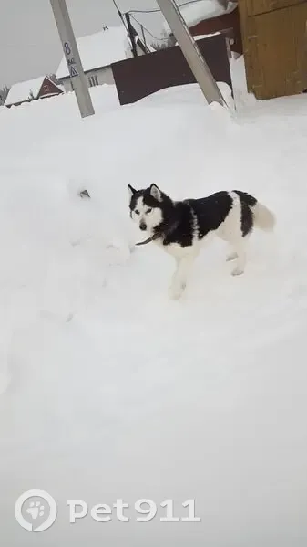 Пропала собака, женский пол, Кочёво, Пермский край - photo