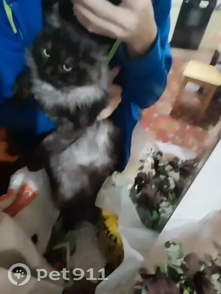 Пропал кот, Набережная улица, Балаково - черно-серый с длинной шерстью - photo