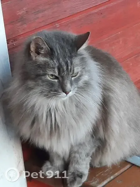 Пропал кот, Рощинское городское поселение, Ленинградская область - серый, откликается на кличку - photo