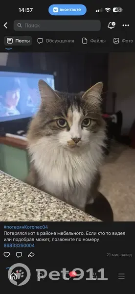 Пропала кошка, Алтайская улица, 5, Горно-Алтайск - длинная шерсть - photo