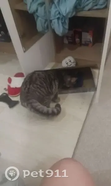 Пропал кот, Старокубанская улица, 2/4, Краснодар - окрас табби, гиперактивный - photo